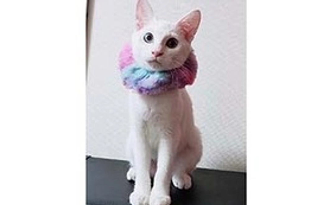 猫ちゃんの写真を添えた感謝のサンクスメール
