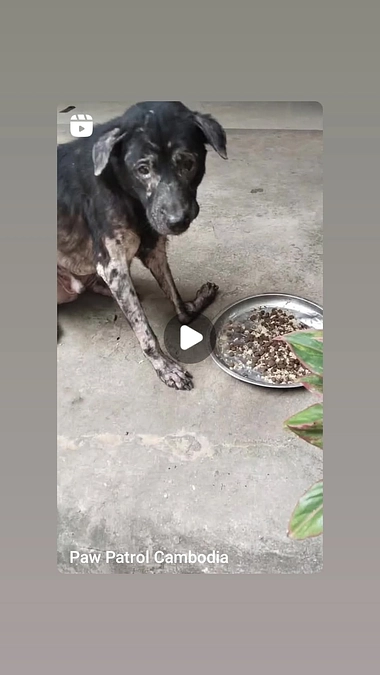 飼い主からの要請で救助活動