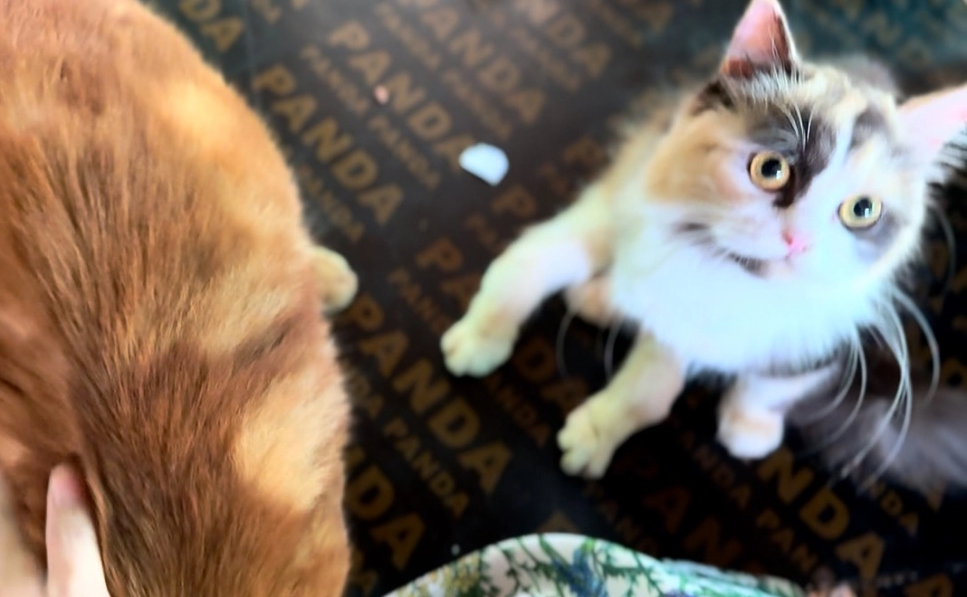 お気持ち支援3000円