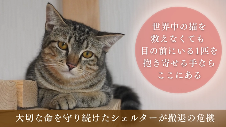 シェルター退去の危機で窮地！切迫する運営費と保護猫活動にご支援を