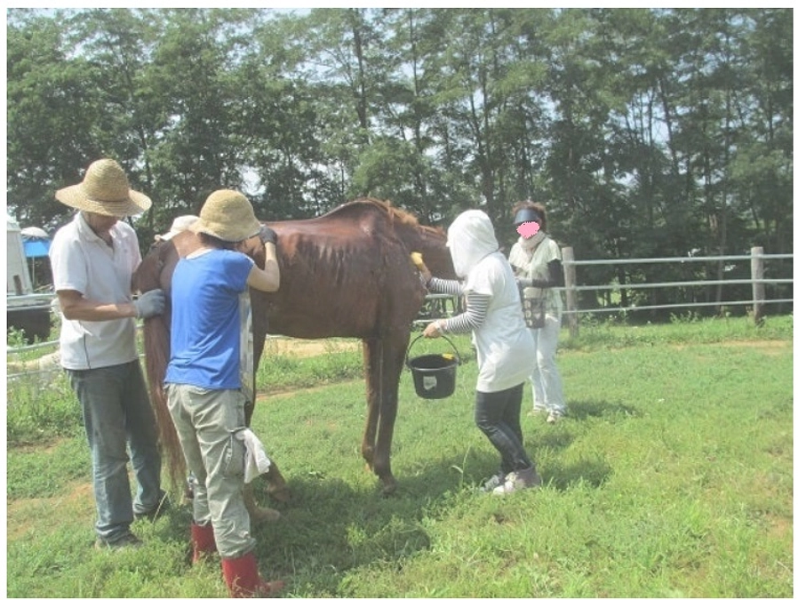 【あと6日！330万円突破に感謝！】馬の尊厳について