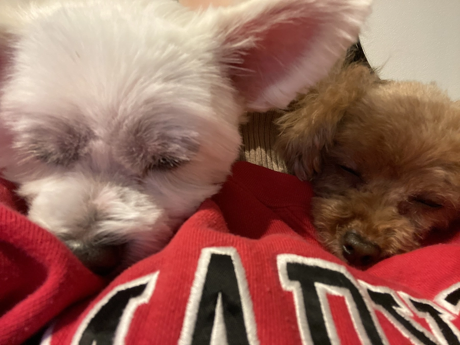 術後6日目のそると