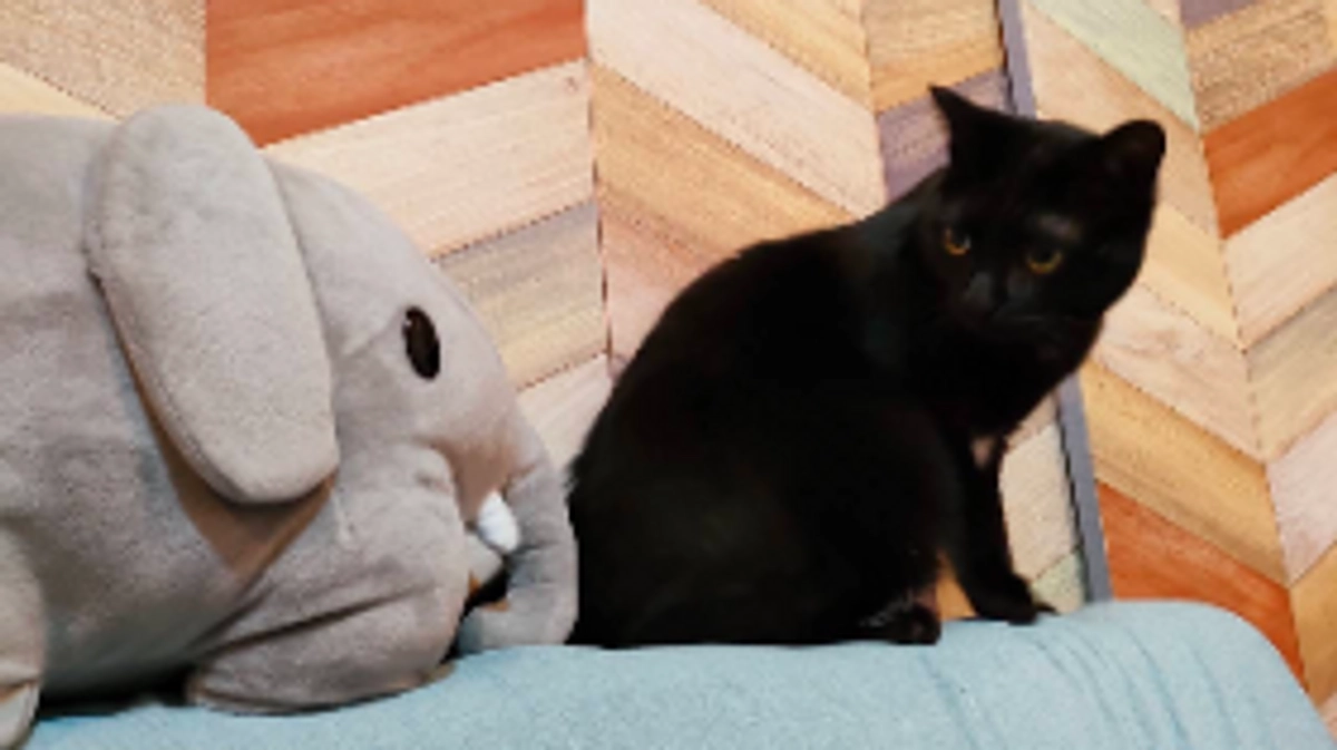 FIP寛解した『おはぎ』(2才男の子)正式に譲渡決定となりました！