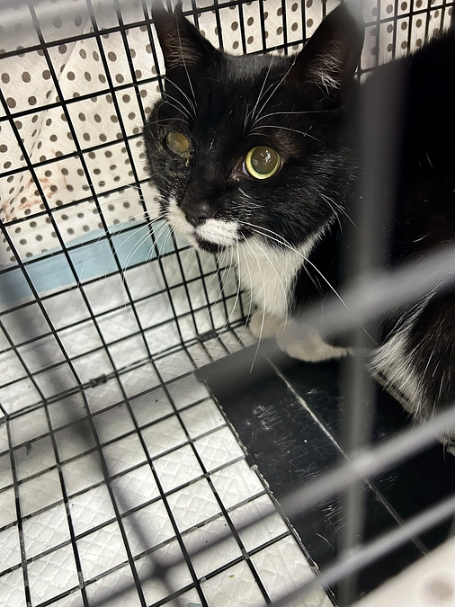 TNR活動　ご報告