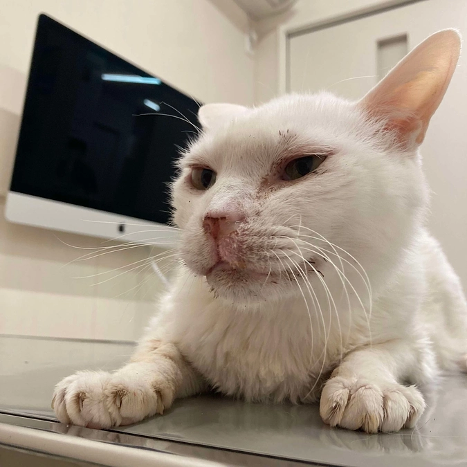 てんてん＆のらら 今月も通院しました