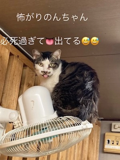 【保護猫エピソード】怖がりのんちゃん