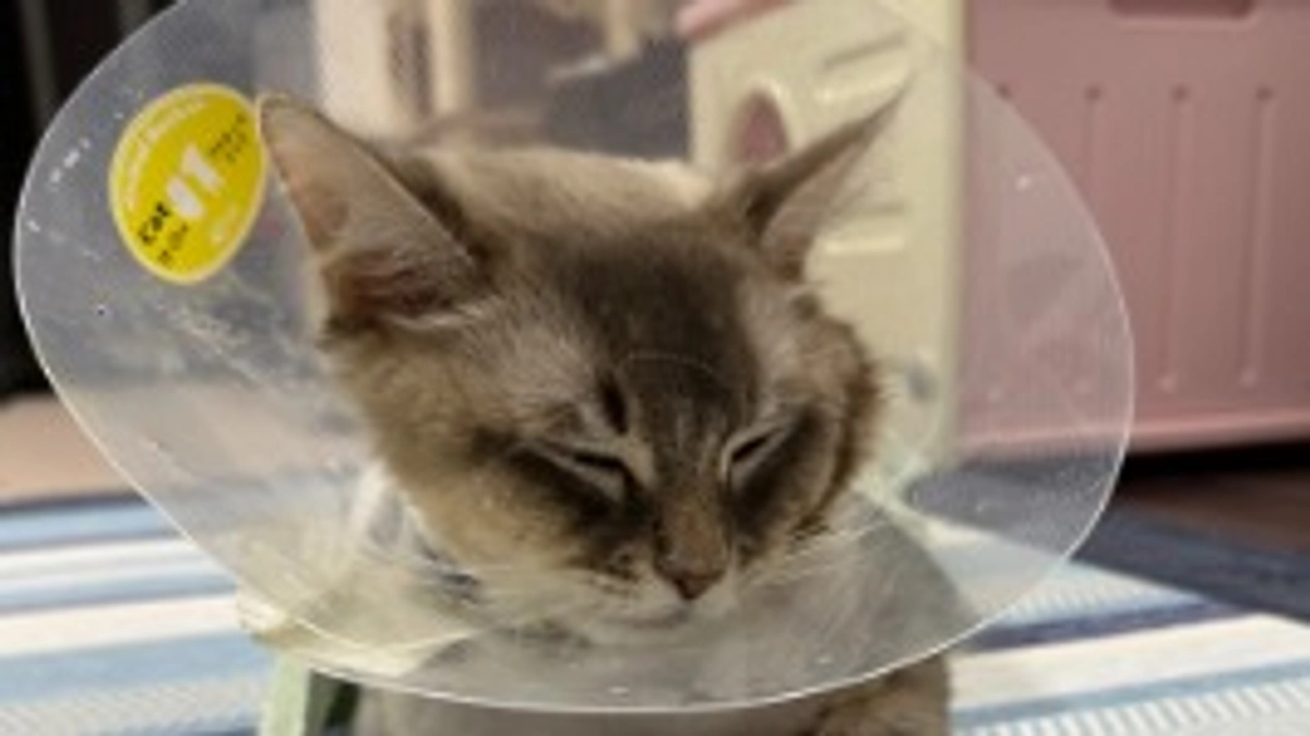 ラテ君退院しました