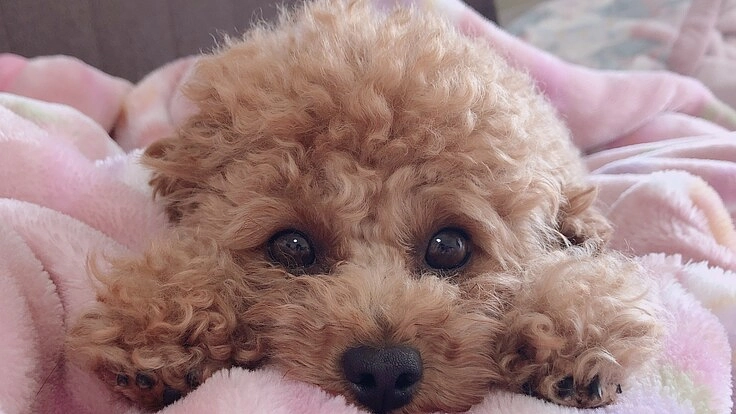 １歳で迎え入れたLuluの門脈シャントを治療するために