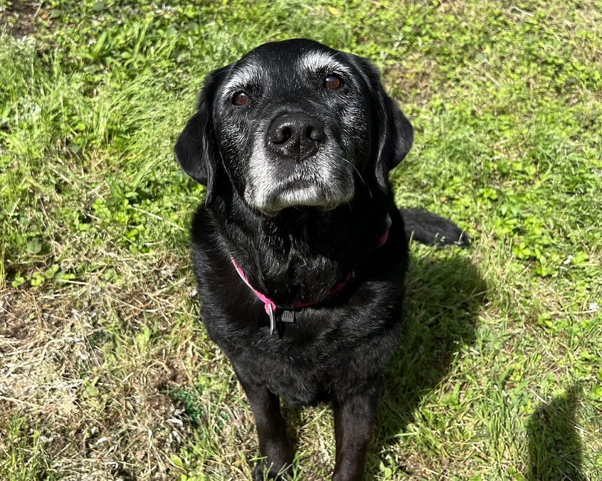 🌸達成の御礼🌸
