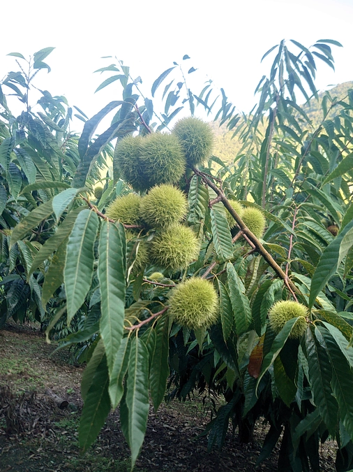 締め切りまで残り12日