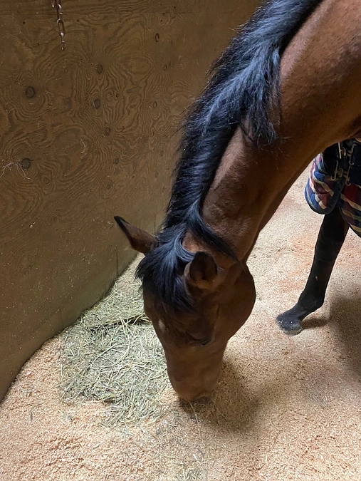 グラットシエルと入れ替わりでルモンドが入厩！