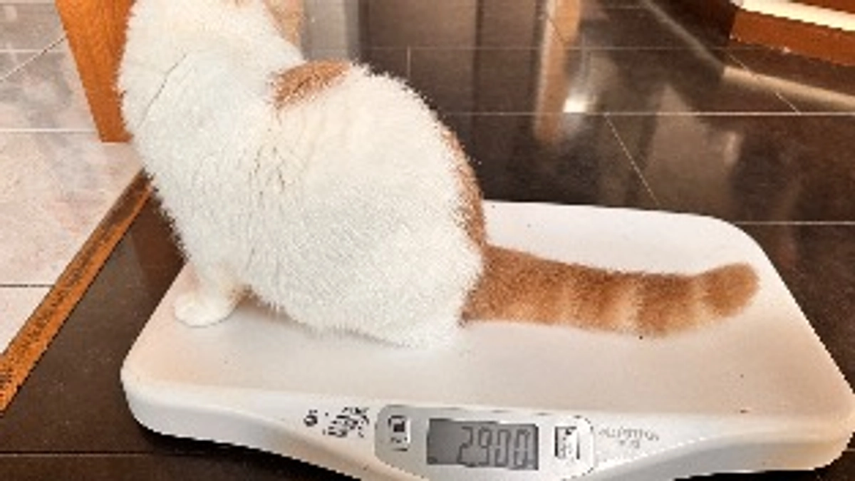 しろちゃんありがとう🌼