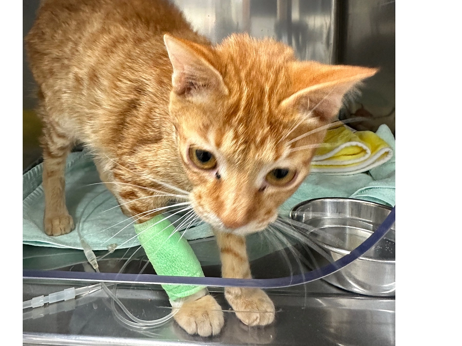 愛護と医療の二刀流