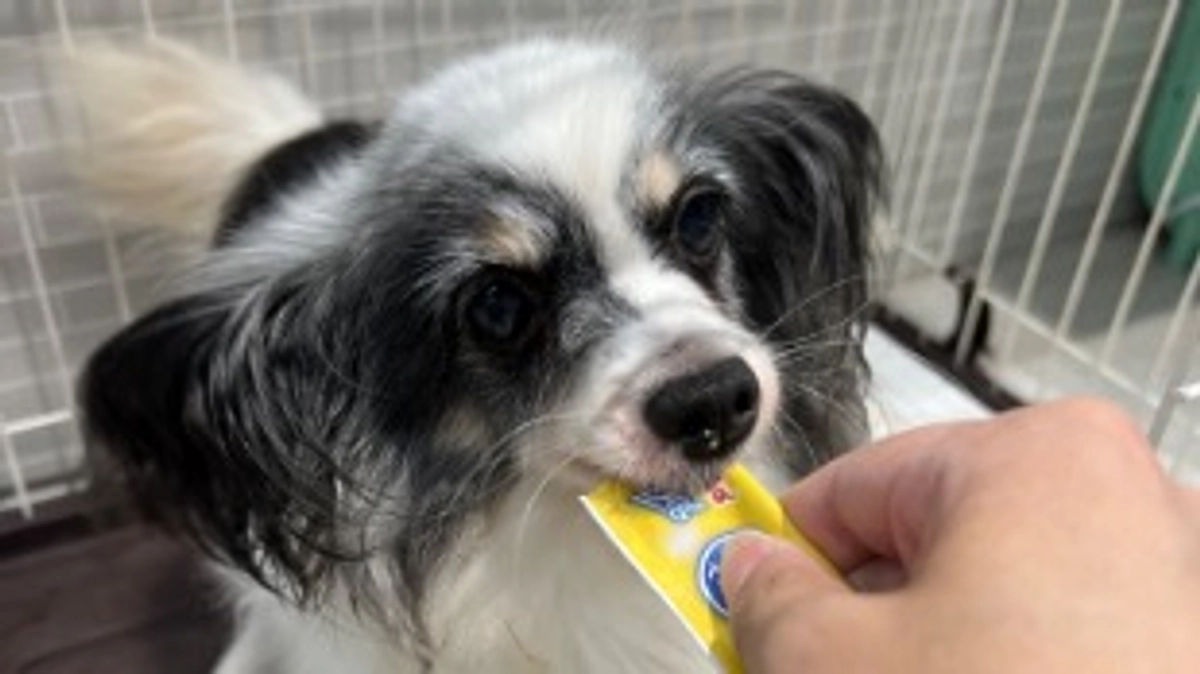 今日のチョコちゃん！(8月6日)