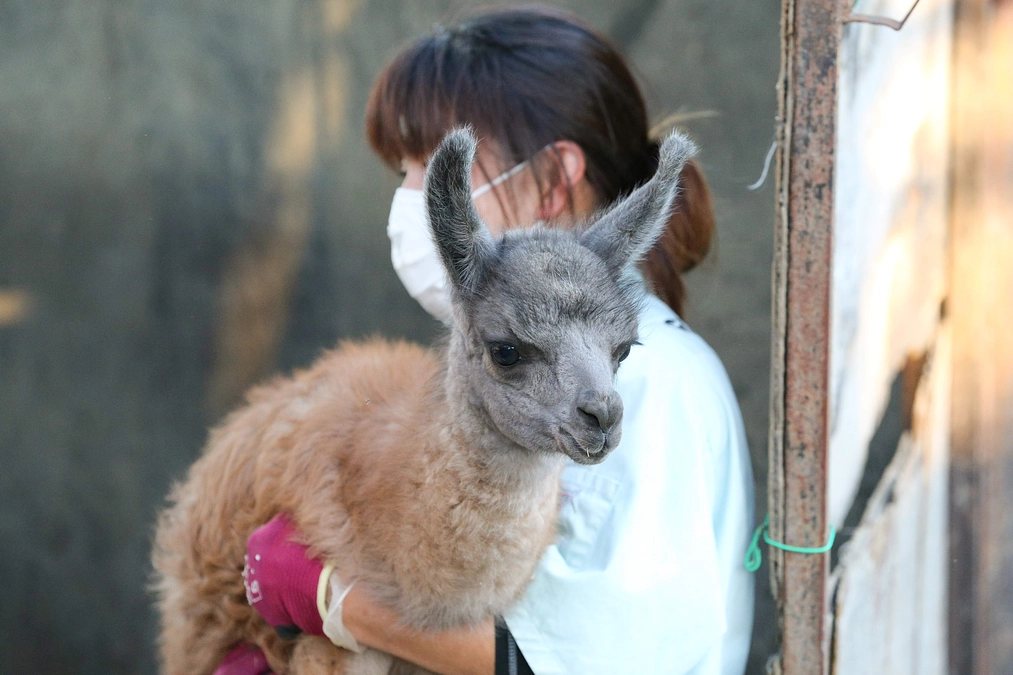 12月28日(木) 進捗報告・動物紹介〜ラマの仔の誕生〜