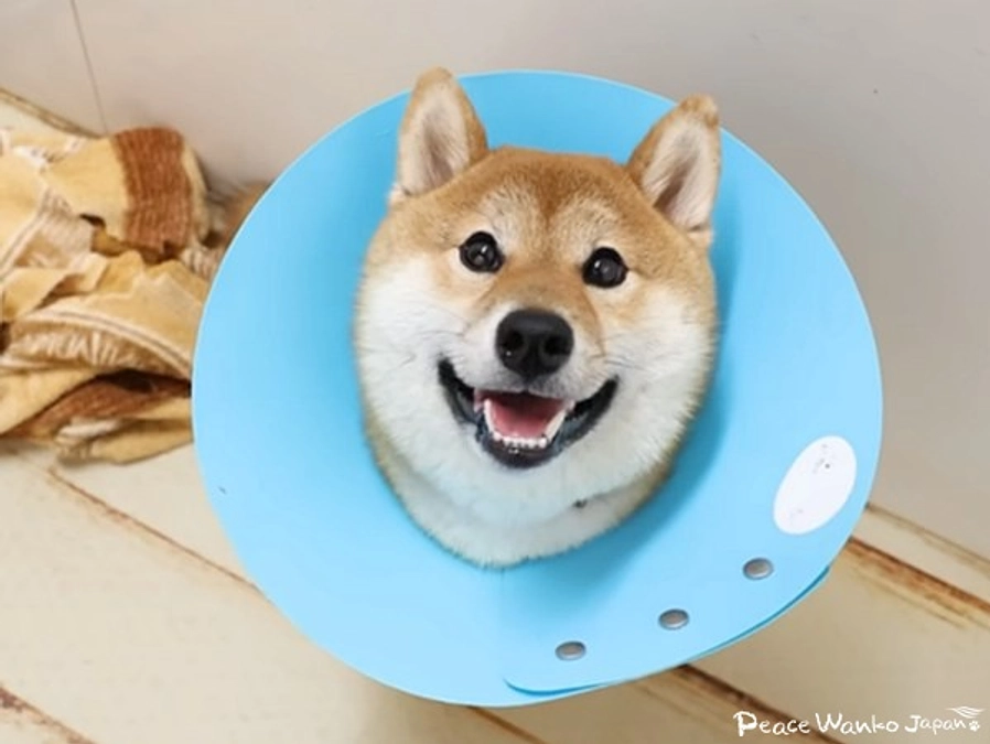 奇跡の回復！パテラで捨てられた子犬「日向」