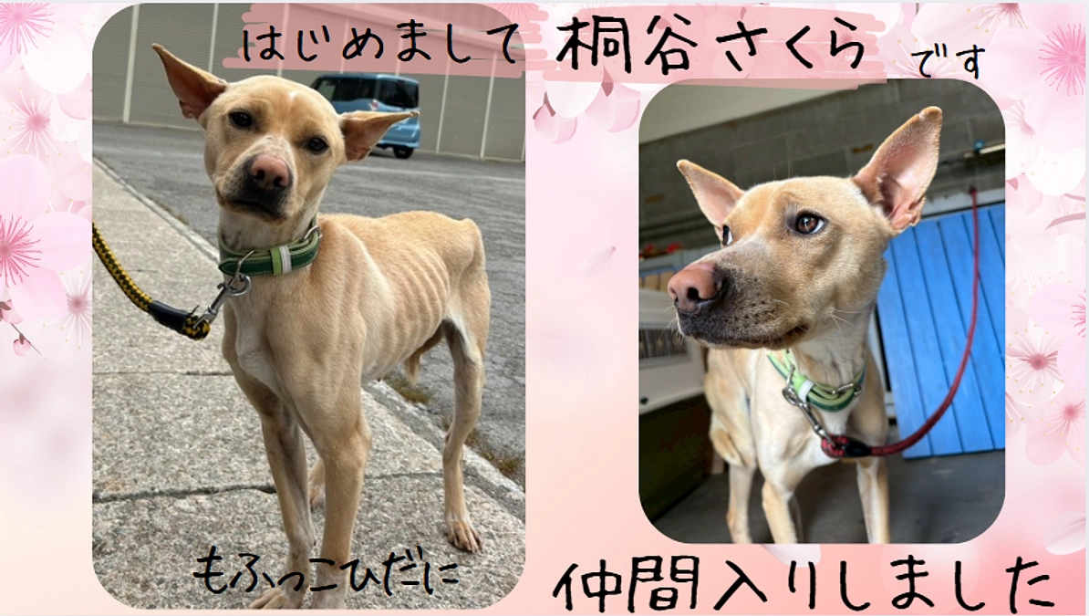 シーズン突入です！