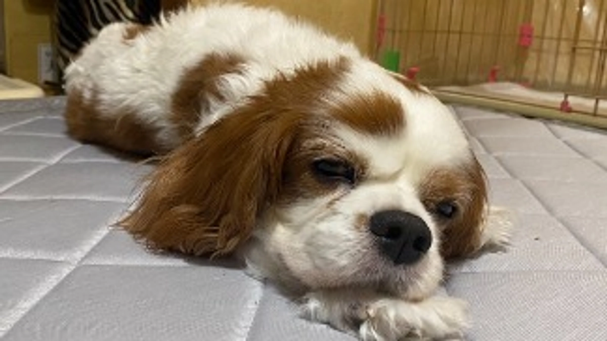 手術日が9月19日に変更となりました。