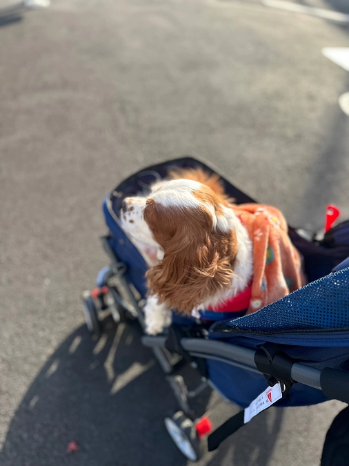 手術前の通院〝あと14日〟 