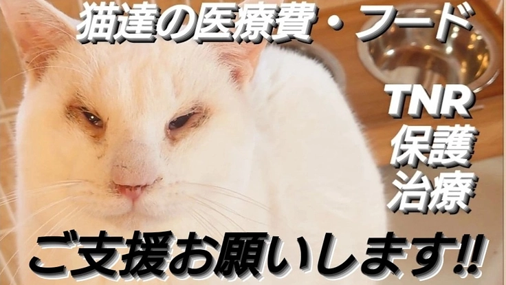 猫達のためにできることを!ご支援お願いします！！！
