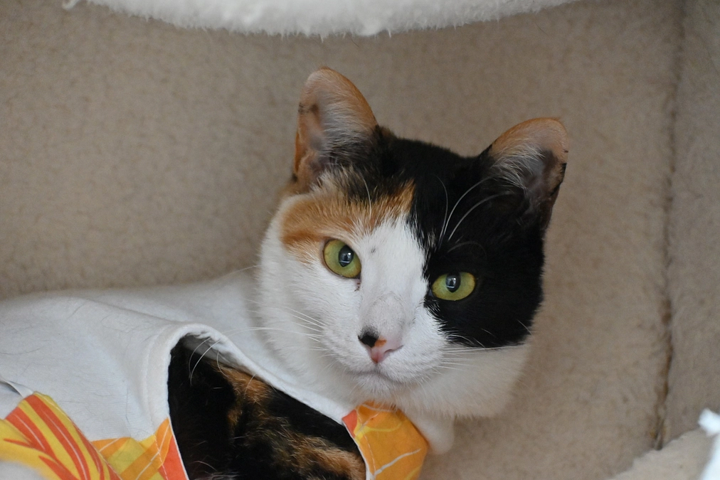 メイン画像の子。下半身付随の子猫「たま」の保護 〜その５｜運命の出会い〜