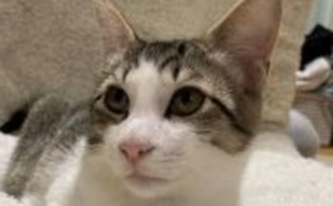 りき応援コース②