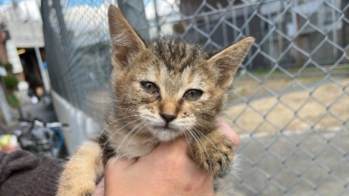 小さい身体で寒空を耐え抜いた子猫、みぞれの保護