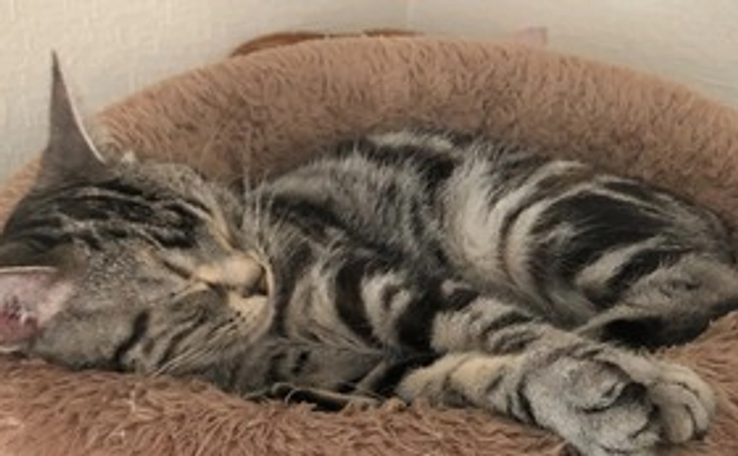 感謝のメール・画像1枚