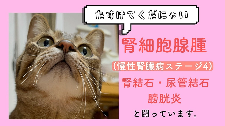 【腎細胞腺腫/慢性腎臓病】保護猫 なっちゃんのご支援をお願いします
