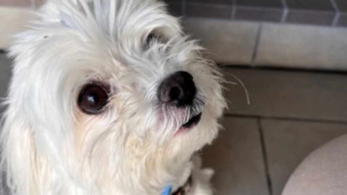 残り2日！代理支援反映報告