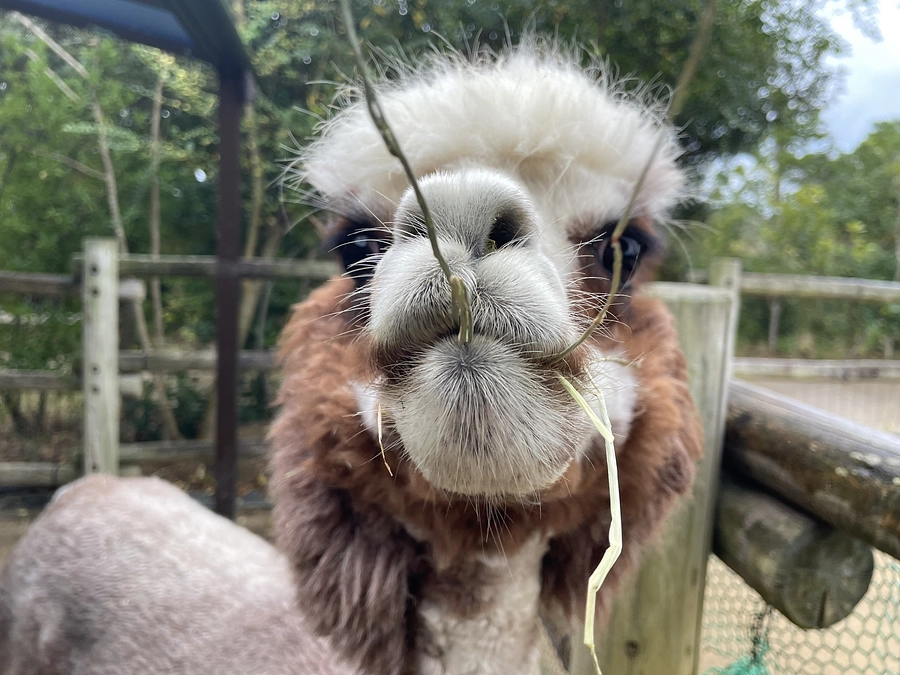 アルパカたちの活動報告（２）：えさやり体験で大接近！！