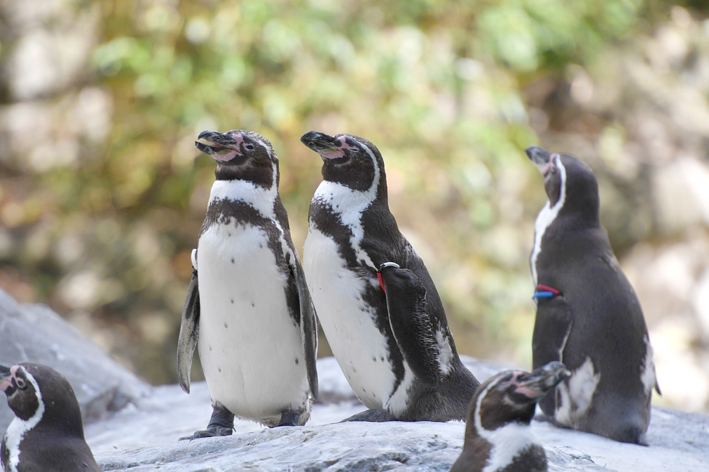 【愛称決定しました！】フンボルトペンギン命名権