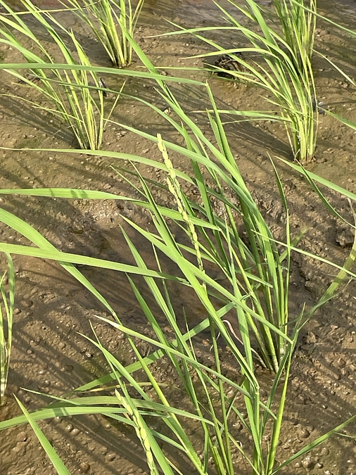私たちの田んぼで開花が始まりました！