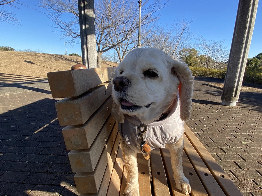 あと4日です　最後まで応援お願い致します！ロレンツア頑張っています