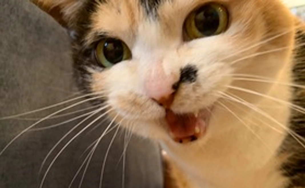 みーちゃん全力応援（心を込めたフォトメール）