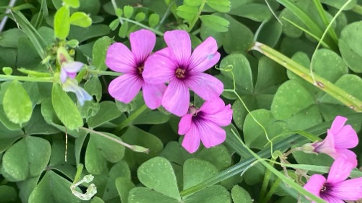 【活動報告】プロジェクト開始６日目で30%達成！ご支援ありがとうございます！ 