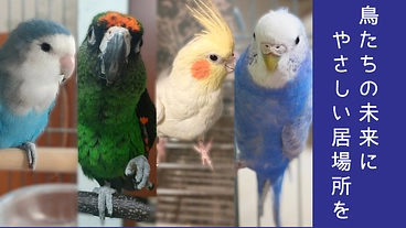 鳥たちの命を守る、北海道の保護・譲渡拠点をつくる のトップ画像
