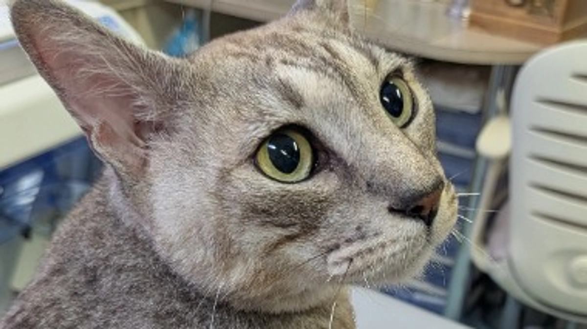 ９／１６　ルーチェの治療