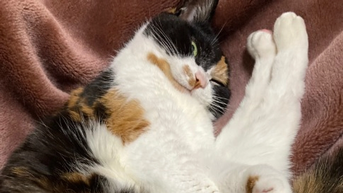 ■活動報告_17：本日のモモとご支援のお願い