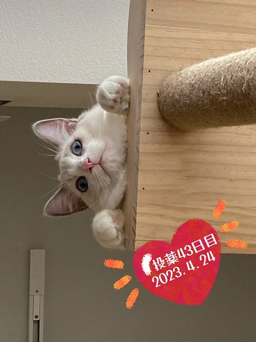 投薬４３日目(2023.4.24)&ご支援のお知らせ
