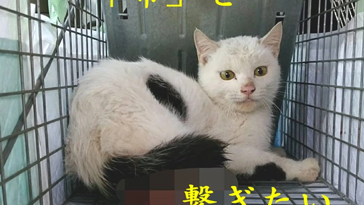 人為的に怪我をした「希ちゃん」を人間の手で幸せにしたい！