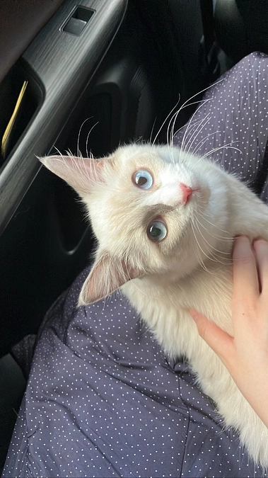 目標金額達成いたしました。皆様ありがとうございます🙇