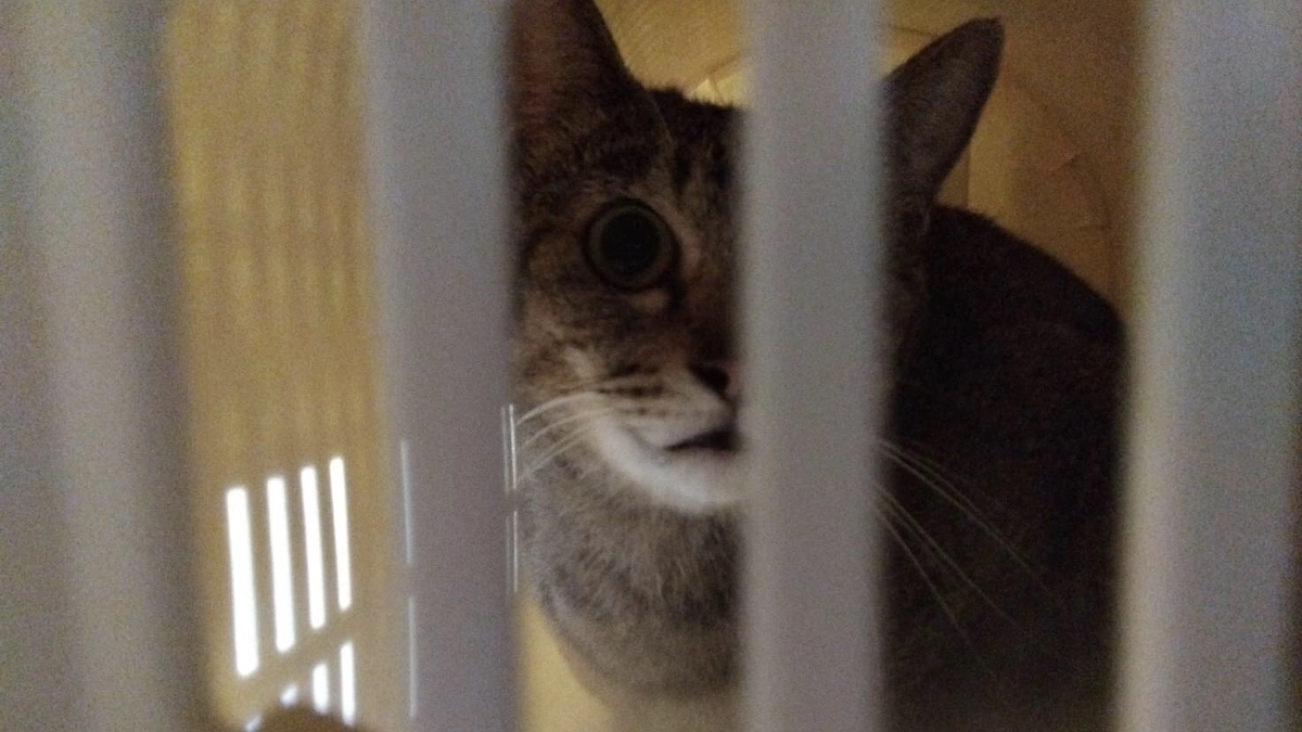 朋猫ハウスにいるメス猫ちゃんたちに風邪が蔓延してしまった時のお話です