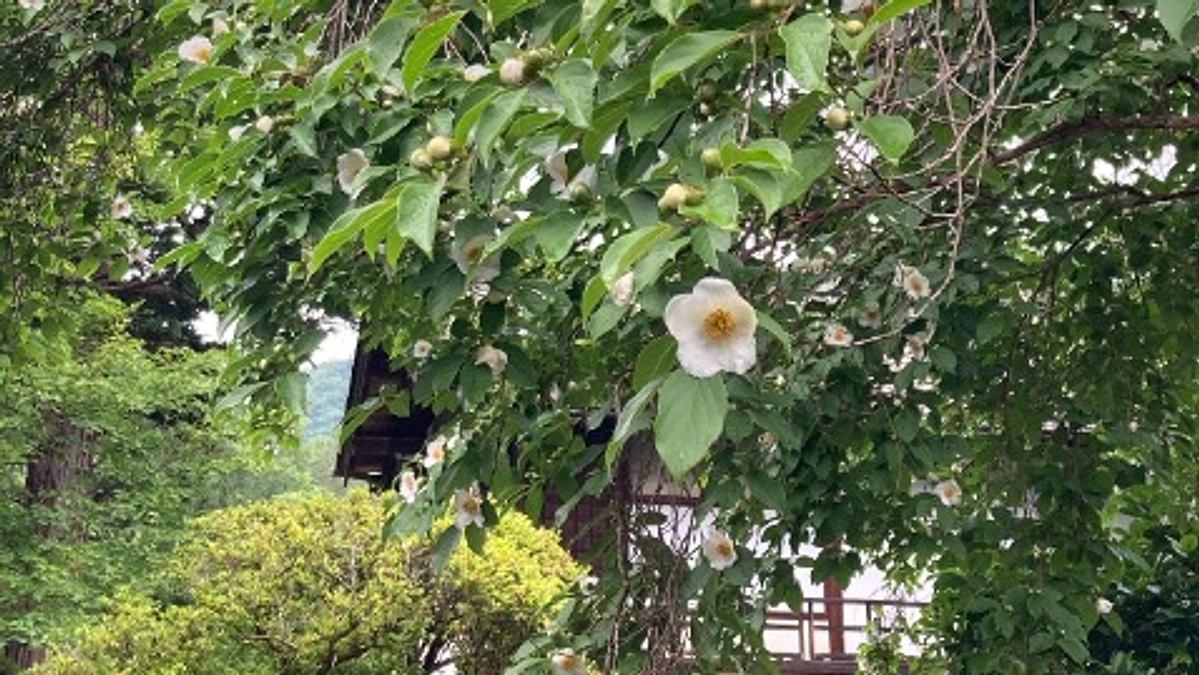 沙羅の花が満開になりました。企画展「昭和の着物　田中本家の箪笥から」も開催中！