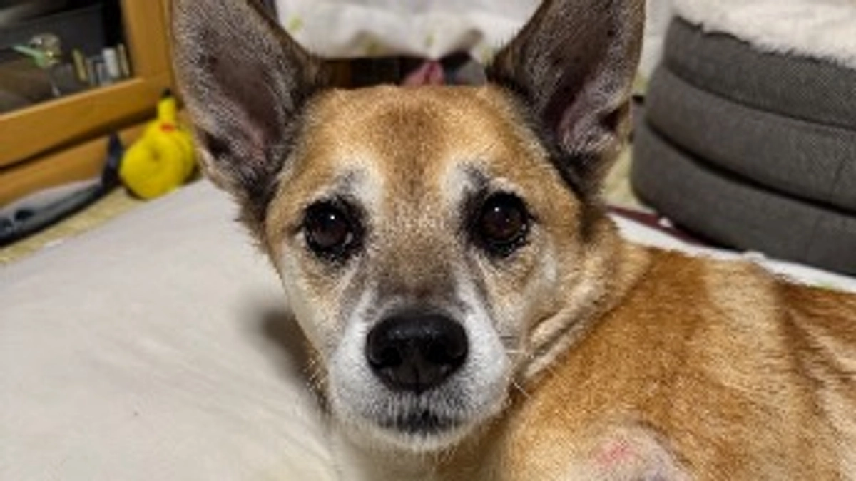 今日のボスくんとインスタライブのお知らせ