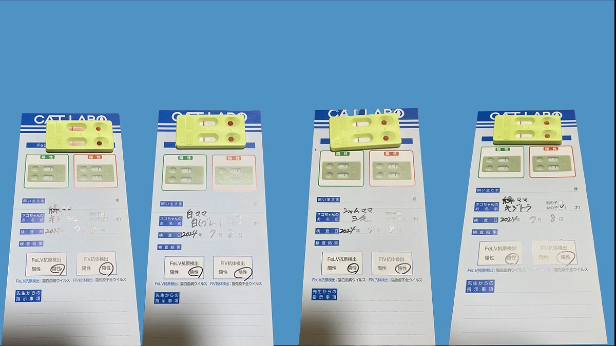 子猫の血液検査