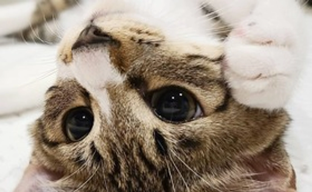 えだまめ応援コース（3000円）