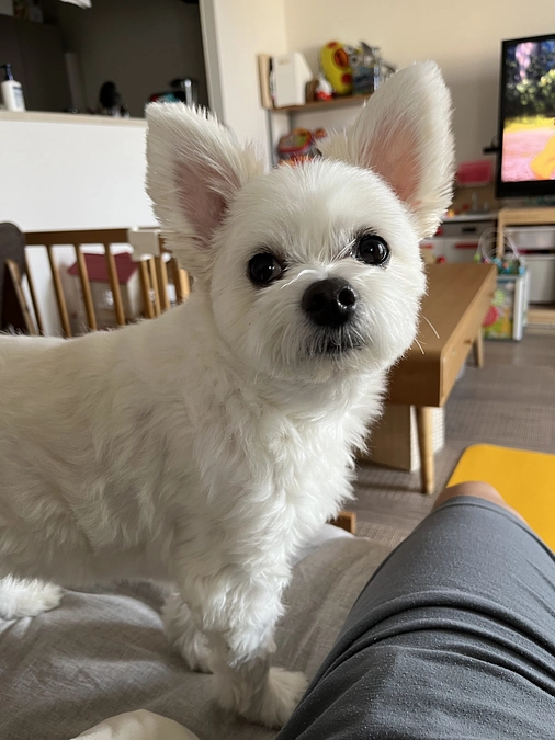 代理支援をご用意致しました🐶