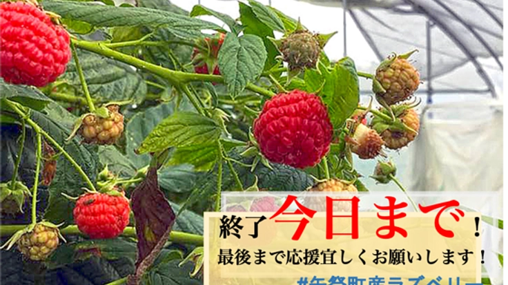 【福島県矢祭町】10年越しの実現へ国産ラズベリーの生産拠点を！