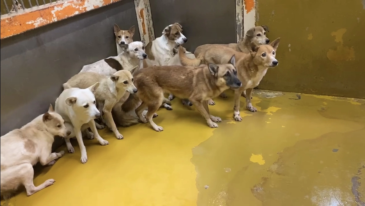 年末に殺処分寸前で助け出せた4頭の子達〜クマモンズ〜